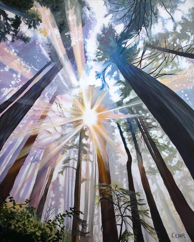 Redwood Cathedral Art Print